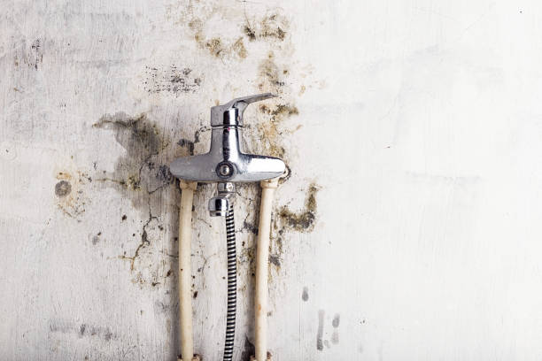 Best Same-Day Mold Removal  in Interlaken, CA