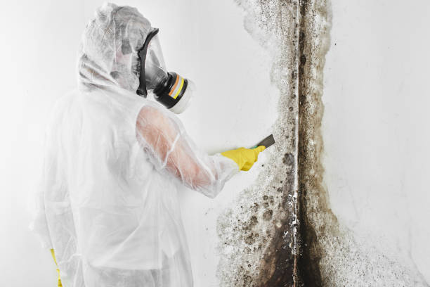 Best Office Mold Removal Services  in Interlaken, CA