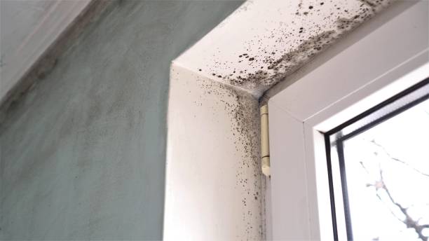 Best Toxic Mold Removal  in Interlaken, CA