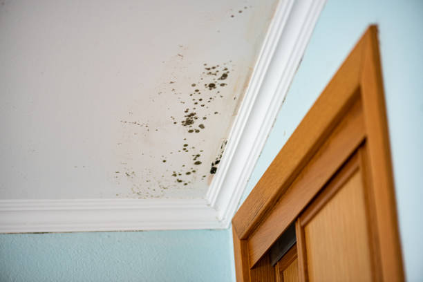 Best Affordable Mold Removal  in Interlaken, CA