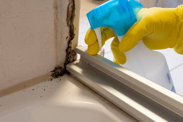 Best Residential Mold Removal  in Interlaken, CA
