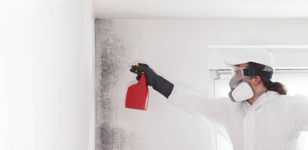 Best Crawl Space Mold Removal  in Interlaken, CA