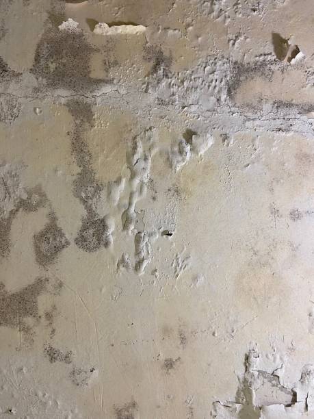 Best Certified Mold Removal  in Interlaken, CA
