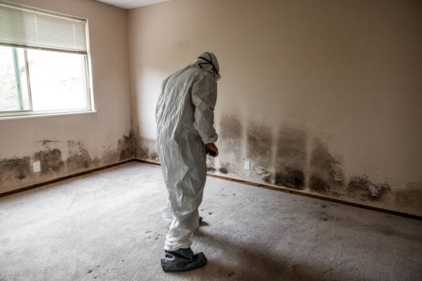 Best Toxic Mold Removal  in Interlaken, CA