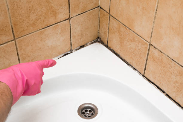 Best Emergency Mold Removal  in Interlaken, CA